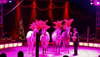 Pferde Show Weihnachtszirkus Alaska