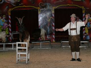 Circus Alaska mit Alois Frank Ziegen Show