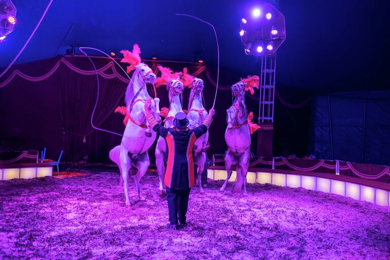 Circus Alaska Pferde Show