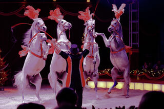 Circus Alaska Pferde Alois Frank