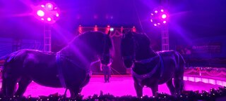 Friesen-Pferde Show Weihnachtszirkus Göppingen 2023/2024