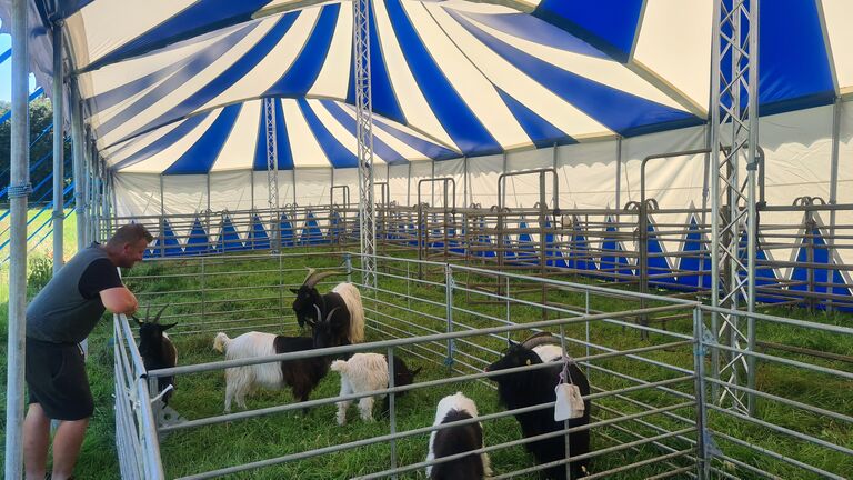 Ziegen finden Platz im Neuen Zirkus Tierzelt Alaska