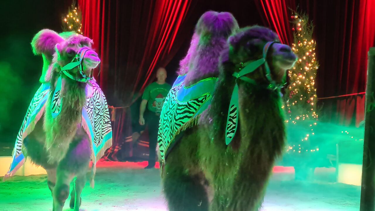 Kamele Zirkus Alaska