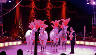 Pferde Weihnachts Show Göppingen Circus Alaska
